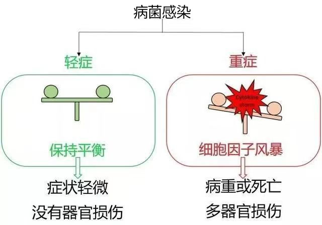 家禽图1.png
