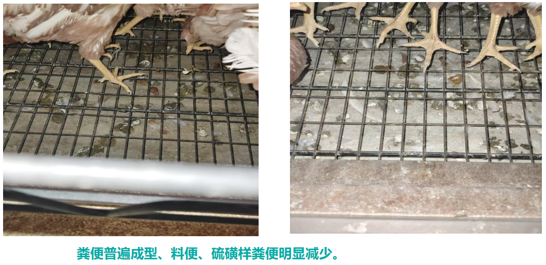 粪便2.png