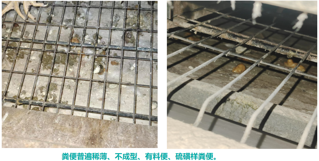 粪便1.png